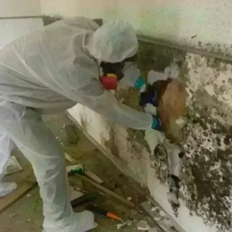 Mold Remediation and Removal in Austintown, OH